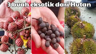 Buah-buahan eksotik dari Hutan.