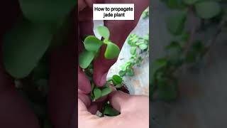 how to propagate jade plant #gardening