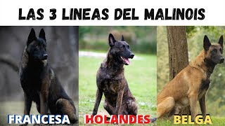 LAS 3 LINEAS DEL PASTOR BELGA MALINOIS / PERRO GUARDIANTv.