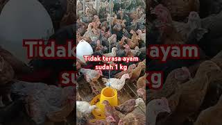 #ayam #pakanayam