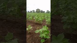 Cotton in my farm