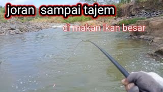 mancing   pakai umpan lumut  koncer dapat ikan besar