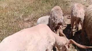 sheeps grazing on Farm Tzouramani 🐏🇬🇷🦌 Big horns sheeps in Greece! #sheep #πρόβατα #κτηνοτροφία