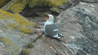 Lesser black-backed gulls, Isles of Scilly