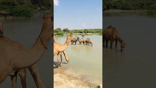 Camels are very beautiful #shorts #shortvideo #youtubeshorts