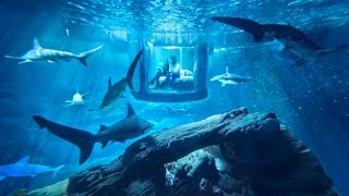 Shark Aquarium Underwater Bedroom, Paris, France