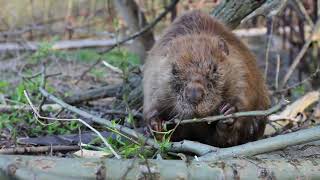 Beaver Dam - Biogeomorphology