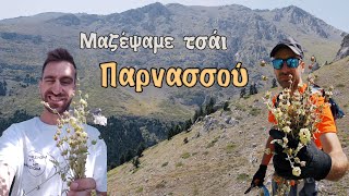 Μαζέψαμε τσάι Παρνασσού!!