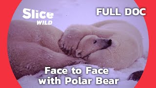 Face to Face with the largest Carnivore : Polar Bear | SLICE WILD | FULL DOC