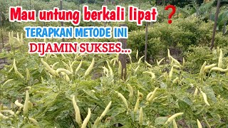 SOLUSI TEPAT‼️BUDIDAYA TUMPANGSARI  TINGKATKAN PENDAPATAN PETANI