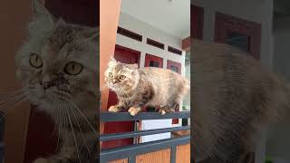 kucing lucu