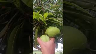 mango season...🥭🥭🥭🥭🥭#gardening #trending #food #love#fruit#nature#@ushaboominathan