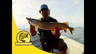 Spring Spinnerbait Pike Fishing - Amazing 2 Hours of Northern Pike fishing - Lake Couchiching (2017)