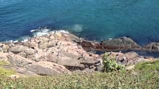 St. John's Harbour Waves & Seagulls