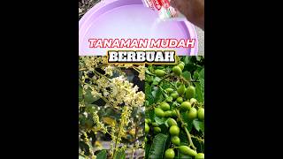 Membuat tanaman rambutan dan matoa mudah berbuah