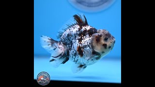 Blue Based Tiger YuanBao Oranda 3.7-4.5 inches (240920_OR01)