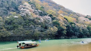 4K HDR Walking in Crowded ARASHIYAMA Kyoto Cherry Blossoms in Full Bloom | Sleep Study Relax ASMR