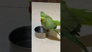 #parrot 🦜 #mithu #parrotlover #youtubeshorts #trending