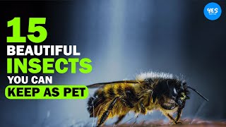 15 Beautiful Insects You Can Keep As Pets 2022 | Animalism