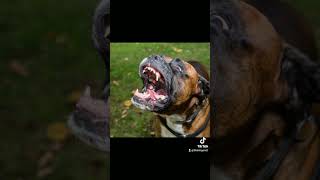 THE KING OM#aggressive #dog #doglover #subscribe #shorts #like#boxerdog