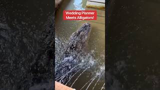 Alligators Meet Wedding Planner! 😱🐊#shorts #alligator