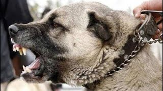 O Poder do Kangal | O cão mais forte do mundo