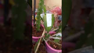 HOW TO GRAFT A DRAGON FRUIT PALORA SEEDLING - PART 1