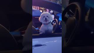 Watch this dog go crazy !!!#viral #doglover #youtubeshorts