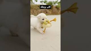 ايه الحب ده كلب بيكرش على بطه