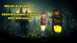 Alasan Kunang kunang dapat mengeluarkan cahaya #rahasiaalamliar