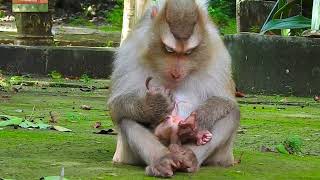 Best mommy Rozy this time she really try take care newborn baby and give coziness for new baby