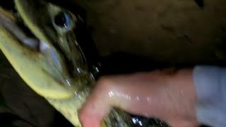 catching a caiman in the rainforest #crocodile #caiman #alligator #animal #wildlife