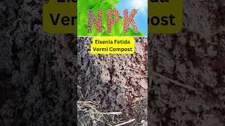 Eisenia Fetida Vermi Compost Modern Kheti  #modernkheti #shortvideo #vermicompost