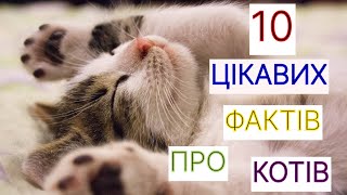 10 ЦІКАВИХ ФАКТІВ ПРО КОТІВ