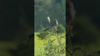 Natural Art #shortvideo #shorts #short #birds