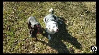 Fighting Frenchie and Border Collie fully off leash trained and mannerly | Houston dog training