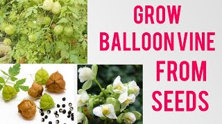 How to grow balloon vine and how to get maximum balloons from plant