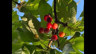 Find out the real cherry pickers