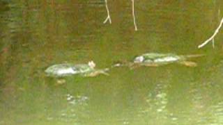 snapping turtles fighting