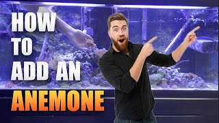 How To Add An Anemone To Fish Tank (And Adding A Wrasse)