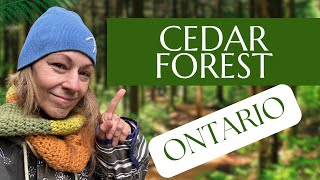 Cedar Forest Walk In Ontario