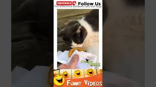 You can clearly see the difference between cat and dog 🤣 #funnyvideos #trend #homefunniestvideos