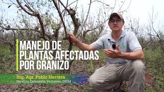 Recuperación de plantaciones de yerba mate afectadas por el granizo Parte 1