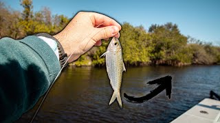 SNOOK FISHING TAMPA WITH LIVE PILCHARDS!!