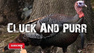 Turkey Hunting Call - Cluck and Purr - Free Download