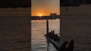 Sunset & Sea Lions in Marina Del Rey, CA