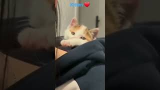 cute baby kitten ❤️ #shortviral