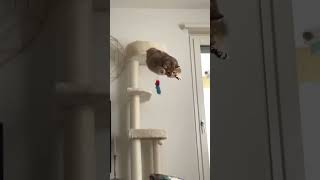 funny cat jump 😍😍