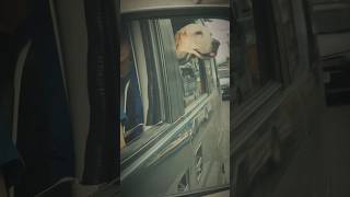 Where's your destination Maxx? #shorts #shortvideo #labradorretriever #pets #dog