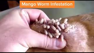 I Found This Real-Life Mango Worm Removal...Thought to share #tiktok #worms #mangoworms #dog #shorts